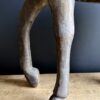 Oud Indiaas paard met messing beslag Oud Indiaas paard met messing beslag