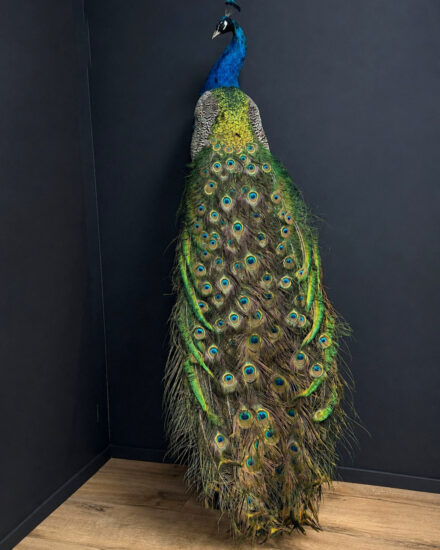 blauwe pauw1