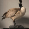 Opgezette Canadese gans Opgezette Canadese gans