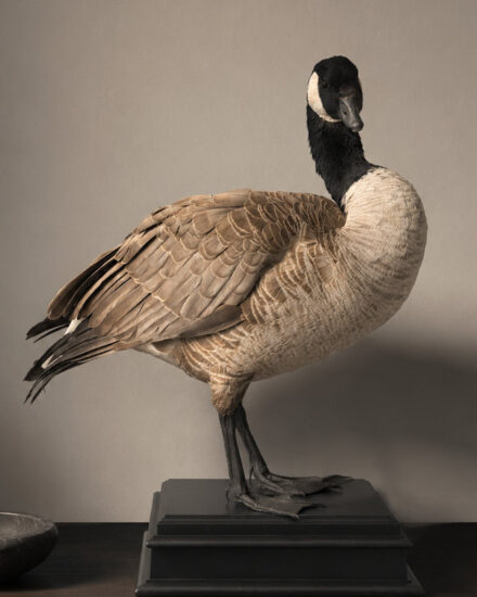 canadese gans-001