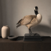 Opgezette Canadese gans