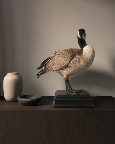 canadese gans