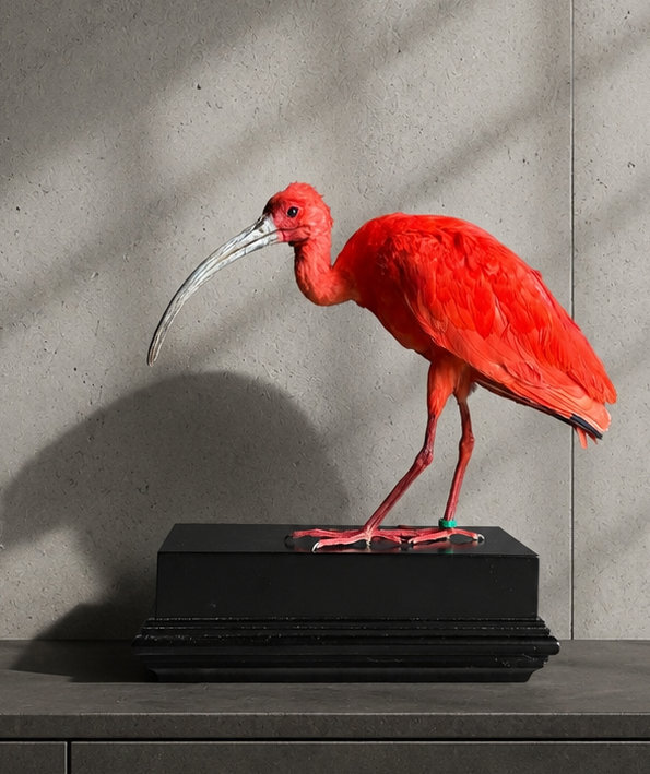 Opgezette rode ibis Opgezette rode ibis