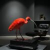 Opgezette rode ibis