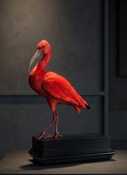 Opgezette rode ibis Opgezette rode ibis