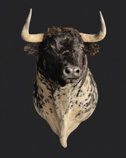 stier