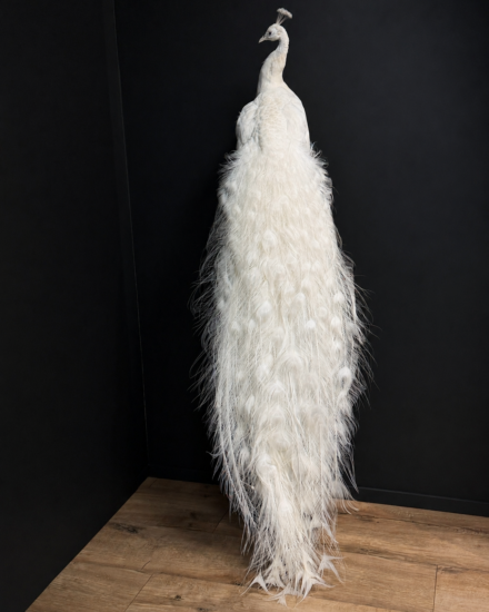 witte pauw3