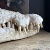 Replica XXL Nijlkrokodil Schedel