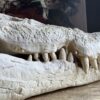 Replica XXL Nijlkrokodil Schedel