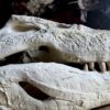 Replica XXL Nijlkrokodil Schedel