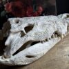 Replica XXL Nijlkrokodil Schedel