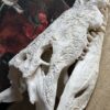 Replica XXL Nijlkrokodil Schedel