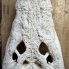 Replica XXL Nijlkrokodil Schedel