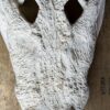 Replica XXL Nijlkrokodil Schedel