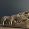 Replica XXL Nijlkrokodil Schedel