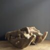 Replica XXL Nijlkrokodil Schedel