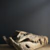 Replica XXL Nijlkrokodil Schedel