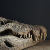 Replica XXL Nijlkrokodil Schedel