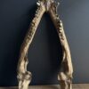 Replica XXL Nijlkrokodil Schedel