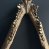 Replica XXL Nijlkrokodil Schedel