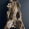 Replica XXL Nijlkrokodil Schedel