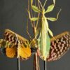 Insectenstolp Insectenstolp