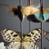 Insectenstolp Insectenstolp