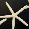 Zeesterren op sokkel