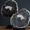 Versteend hout op standaard