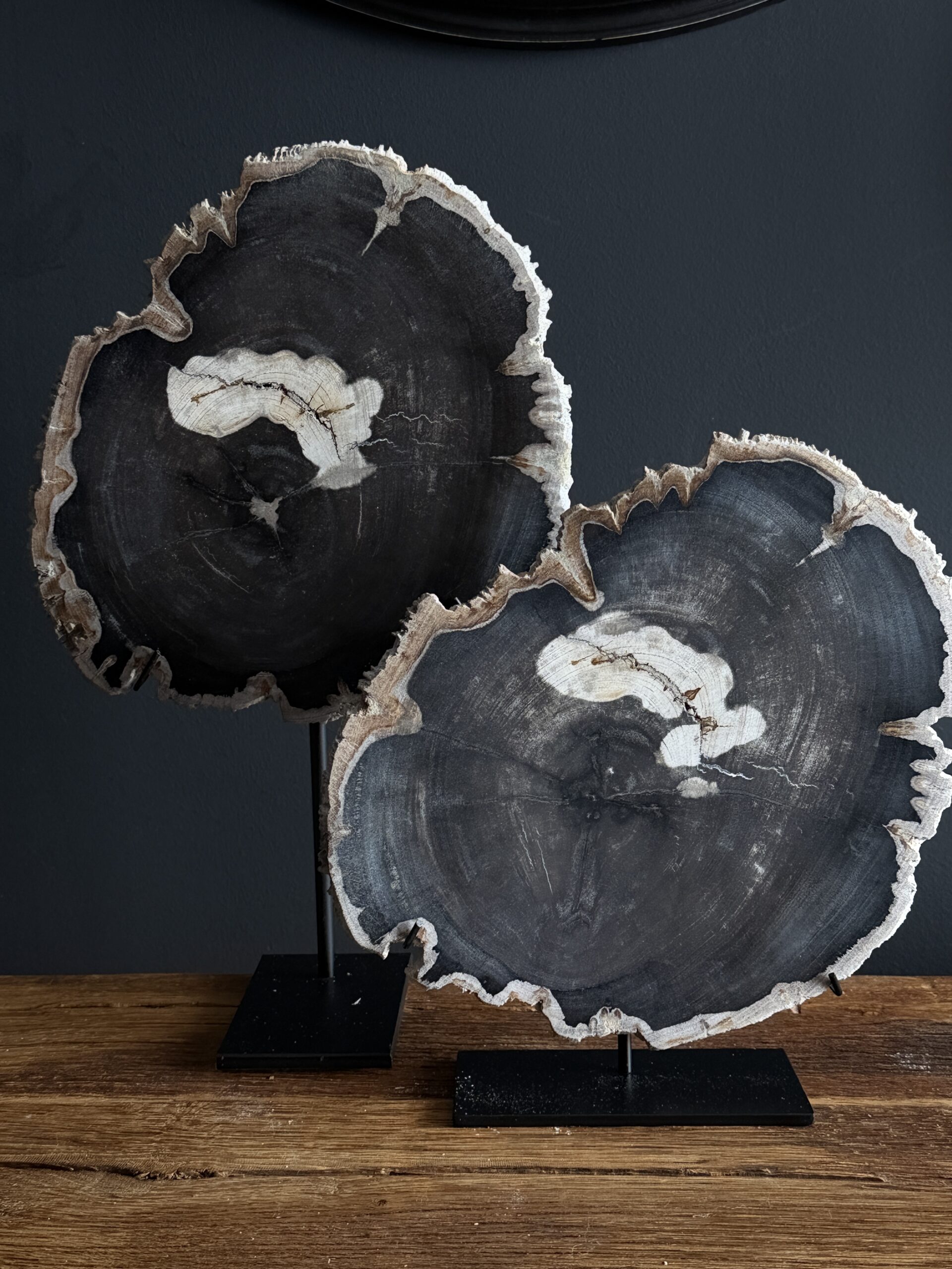 Versteend hout op standaard Versteend hout op standaard