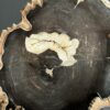 Versteend hout op standaard