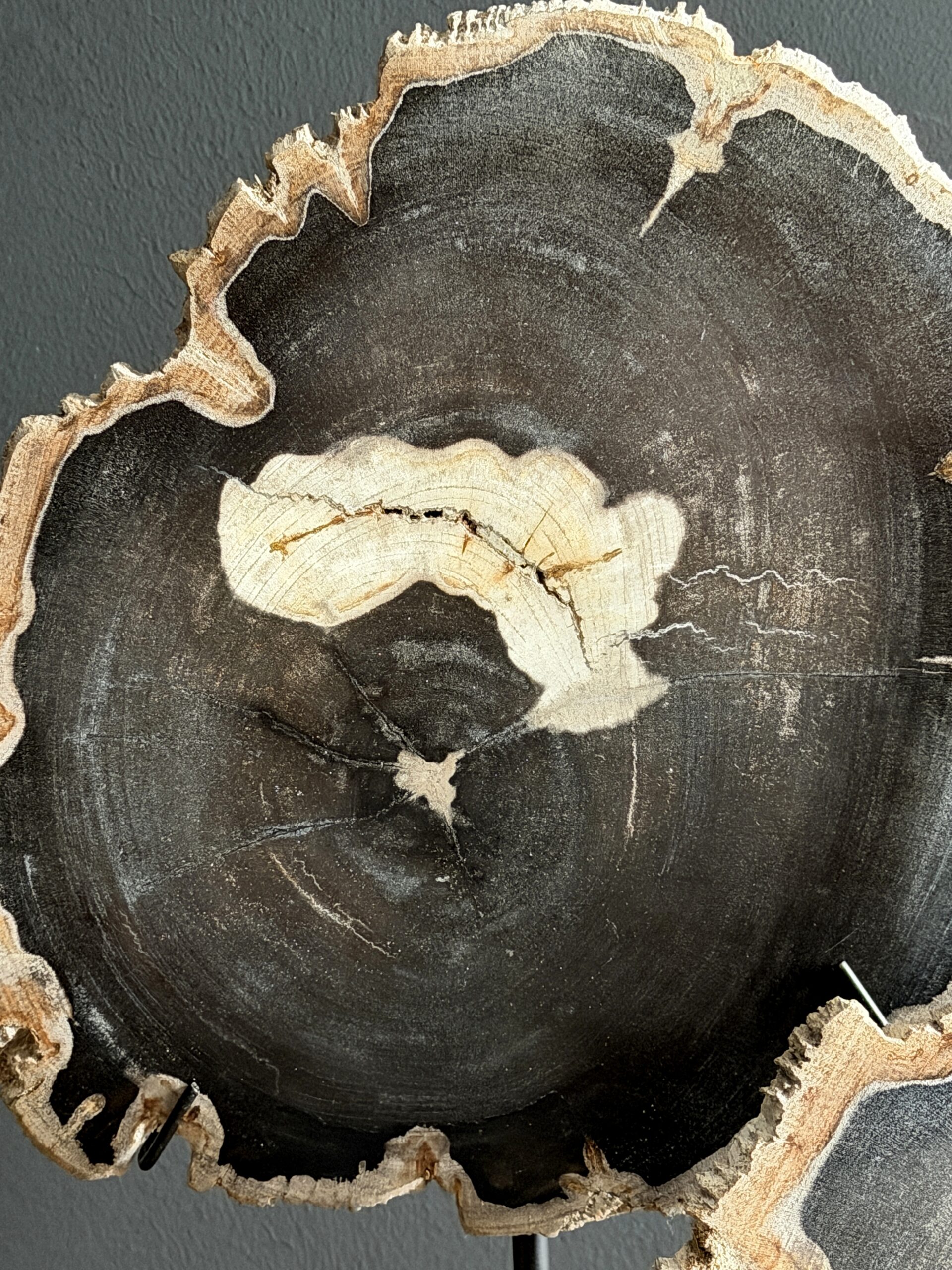 Versteend hout op standaard Versteend hout op standaard