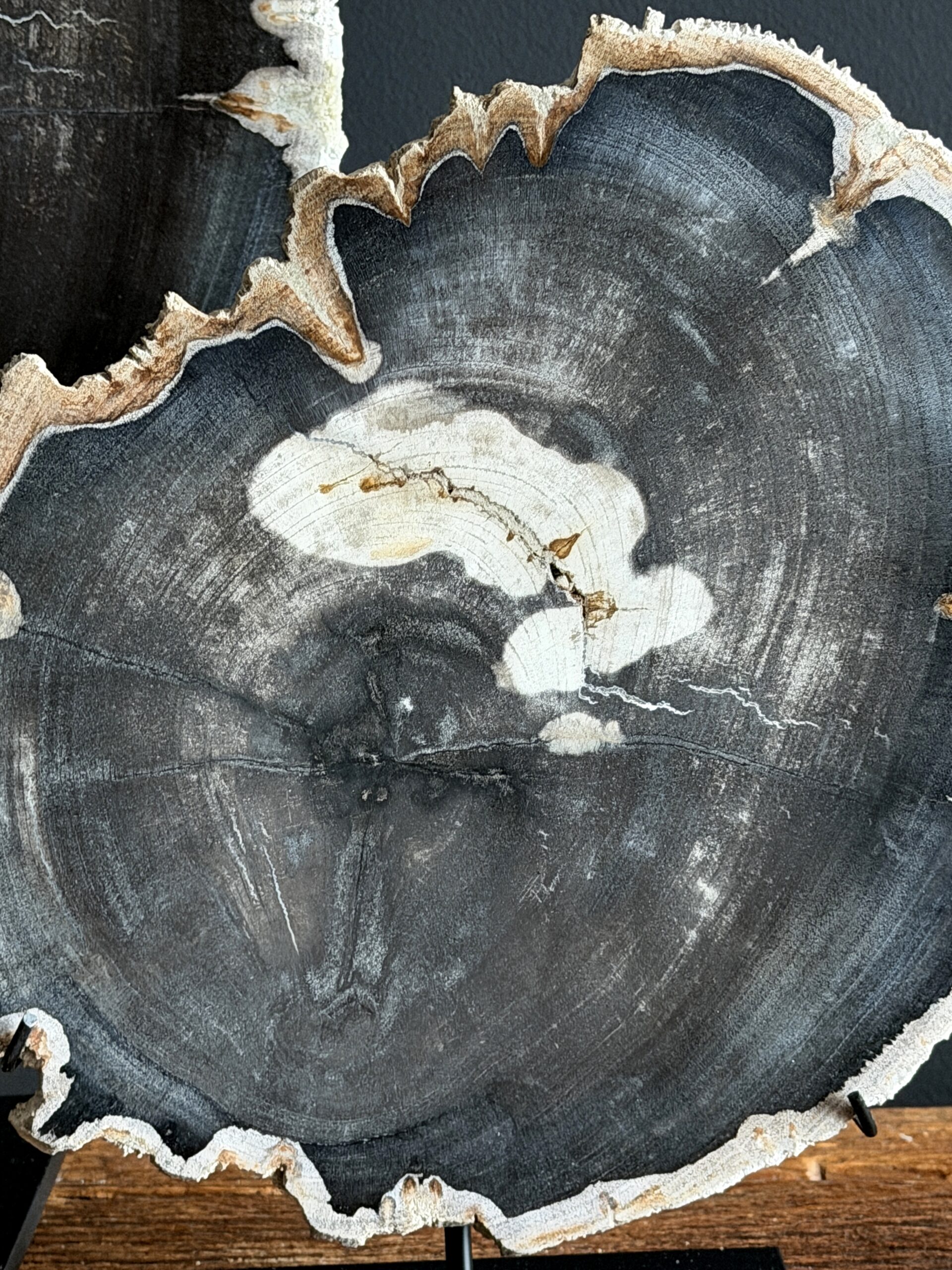 Versteend hout op standaard Versteend hout op standaard