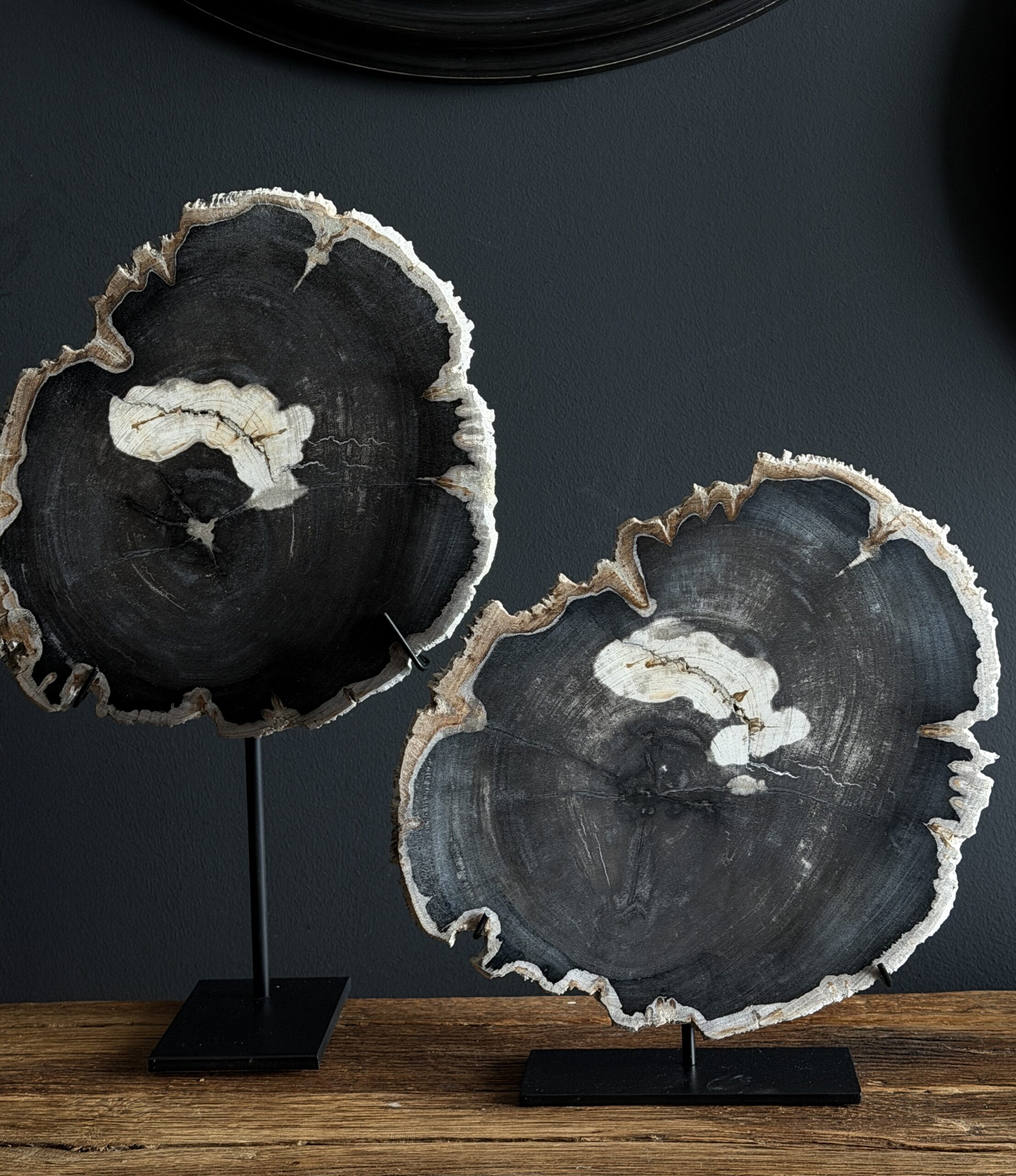 Versteend hout op standaard Versteend hout op standaard