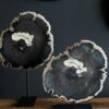 Versteend hout op standaard