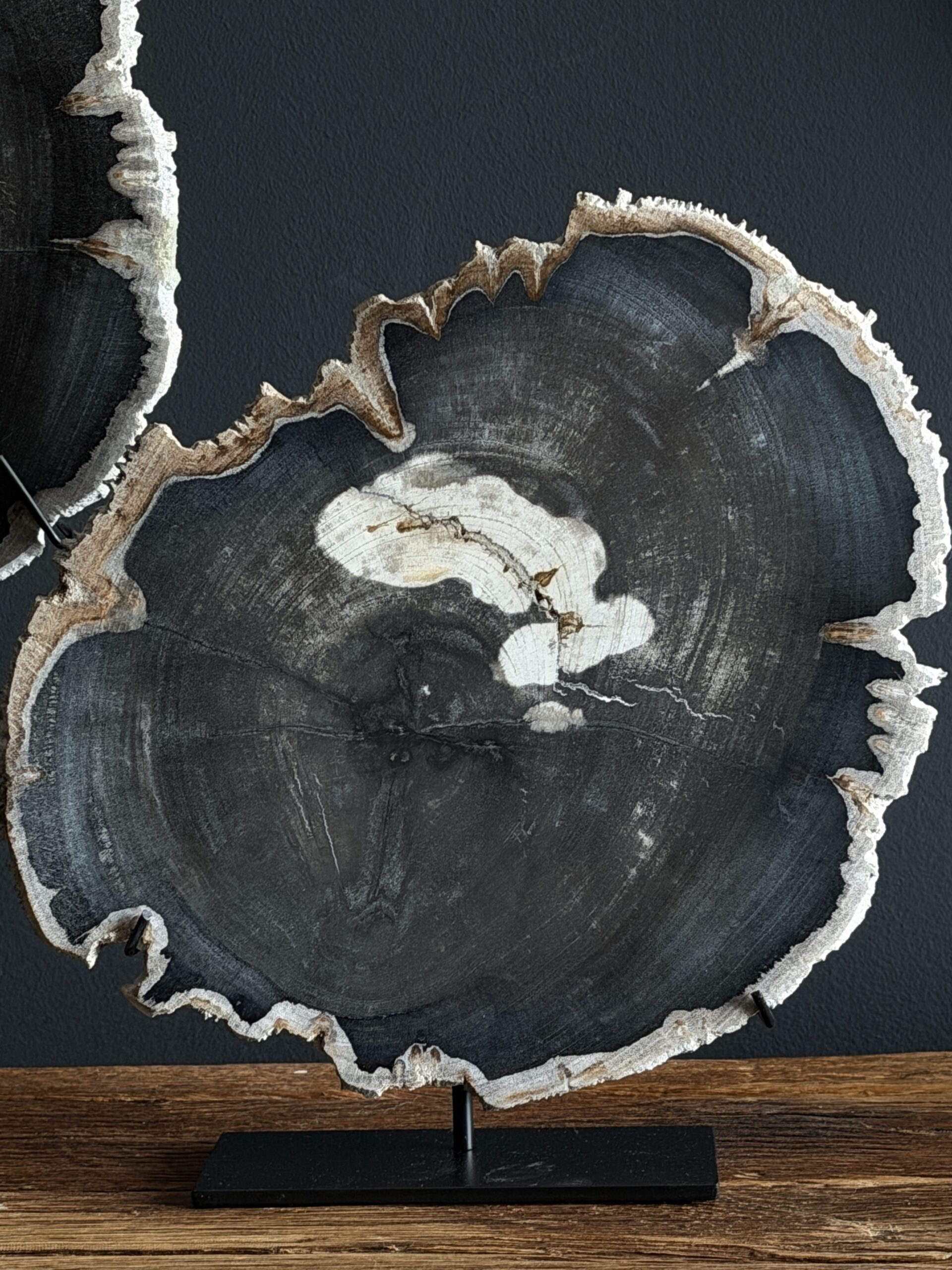 Versteend hout op standaard Versteend hout op standaard