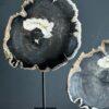 Versteend hout op standaard