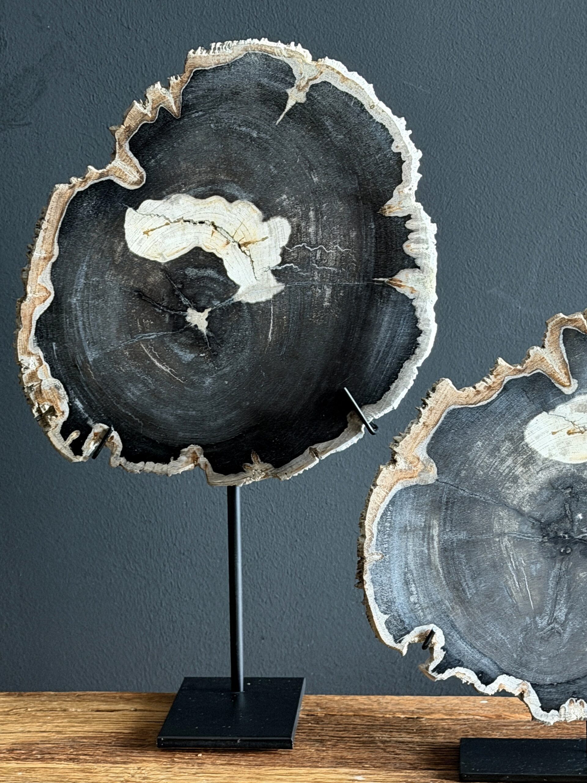 Versteend hout op standaard Versteend hout op standaard