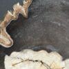 Versteend hout op standaard