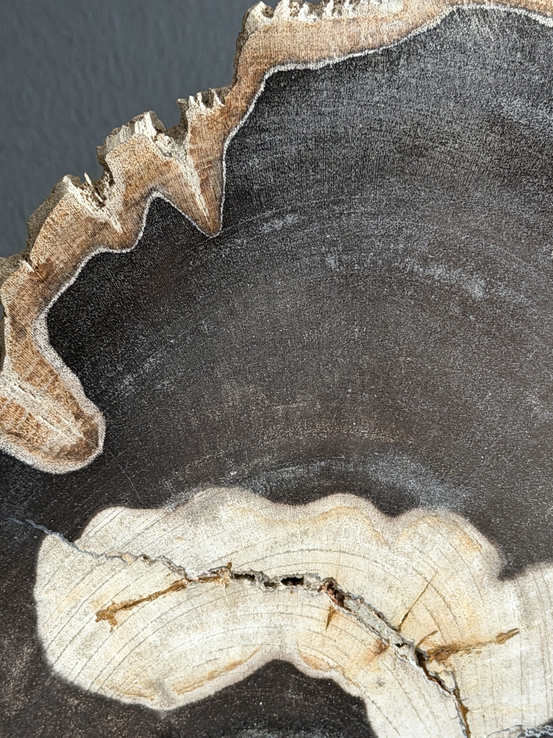 Versteend hout op standaard Versteend hout op standaard