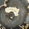 Versteend hout op standaard