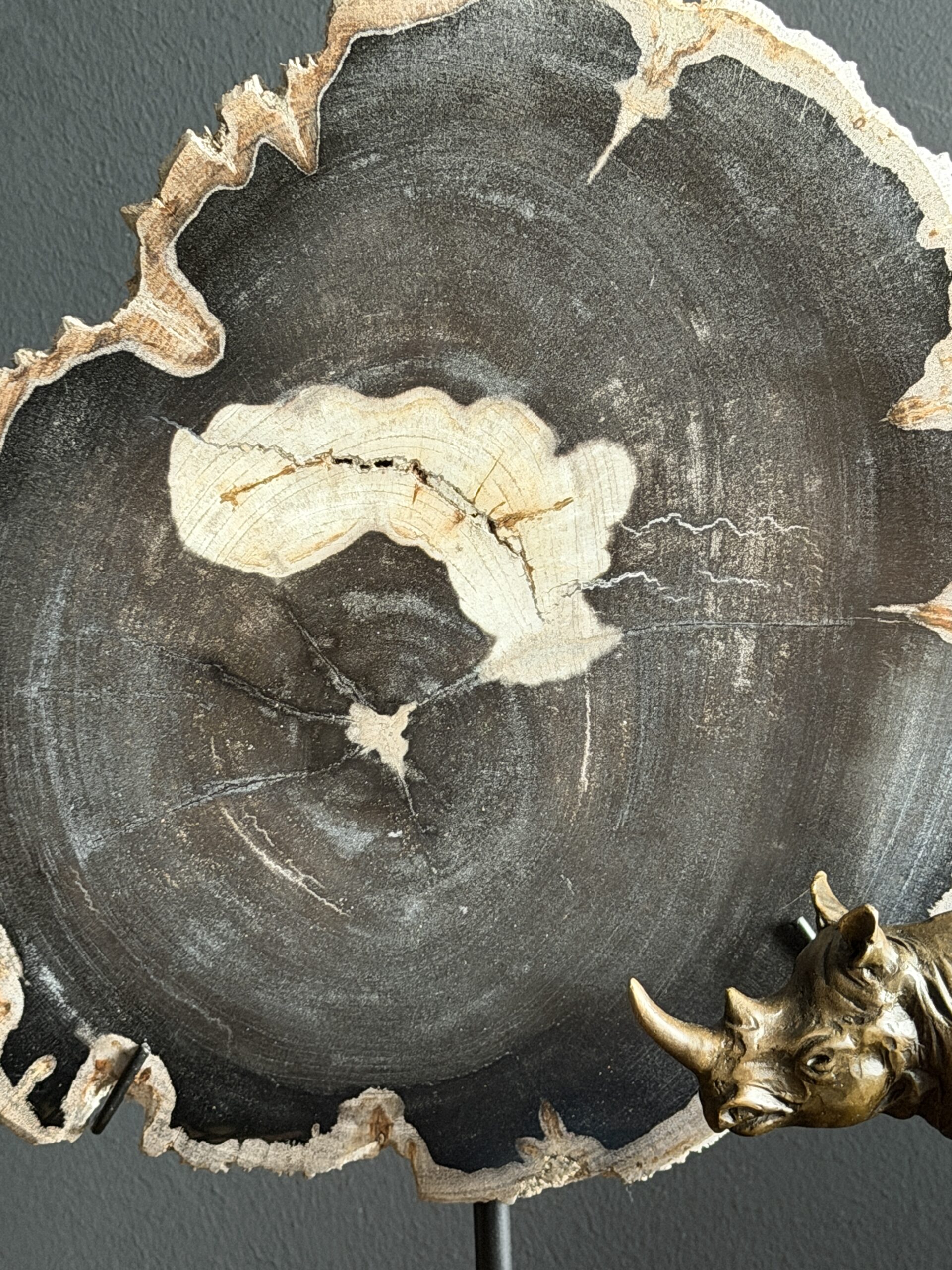 Versteend hout op standaard Versteend hout op standaard