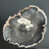 Versteend hout op standaard