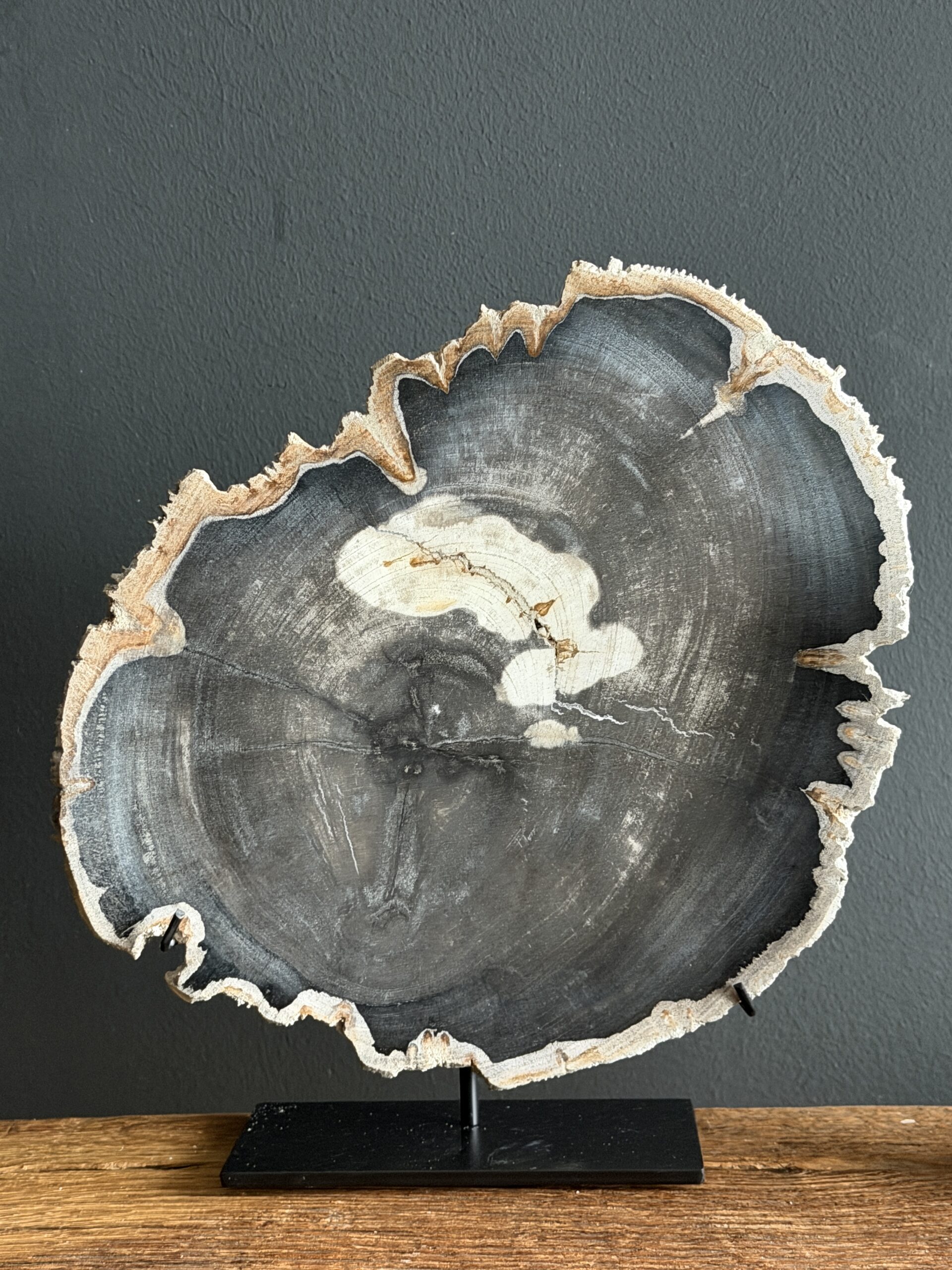 Versteend hout op standaard Versteend hout op standaard