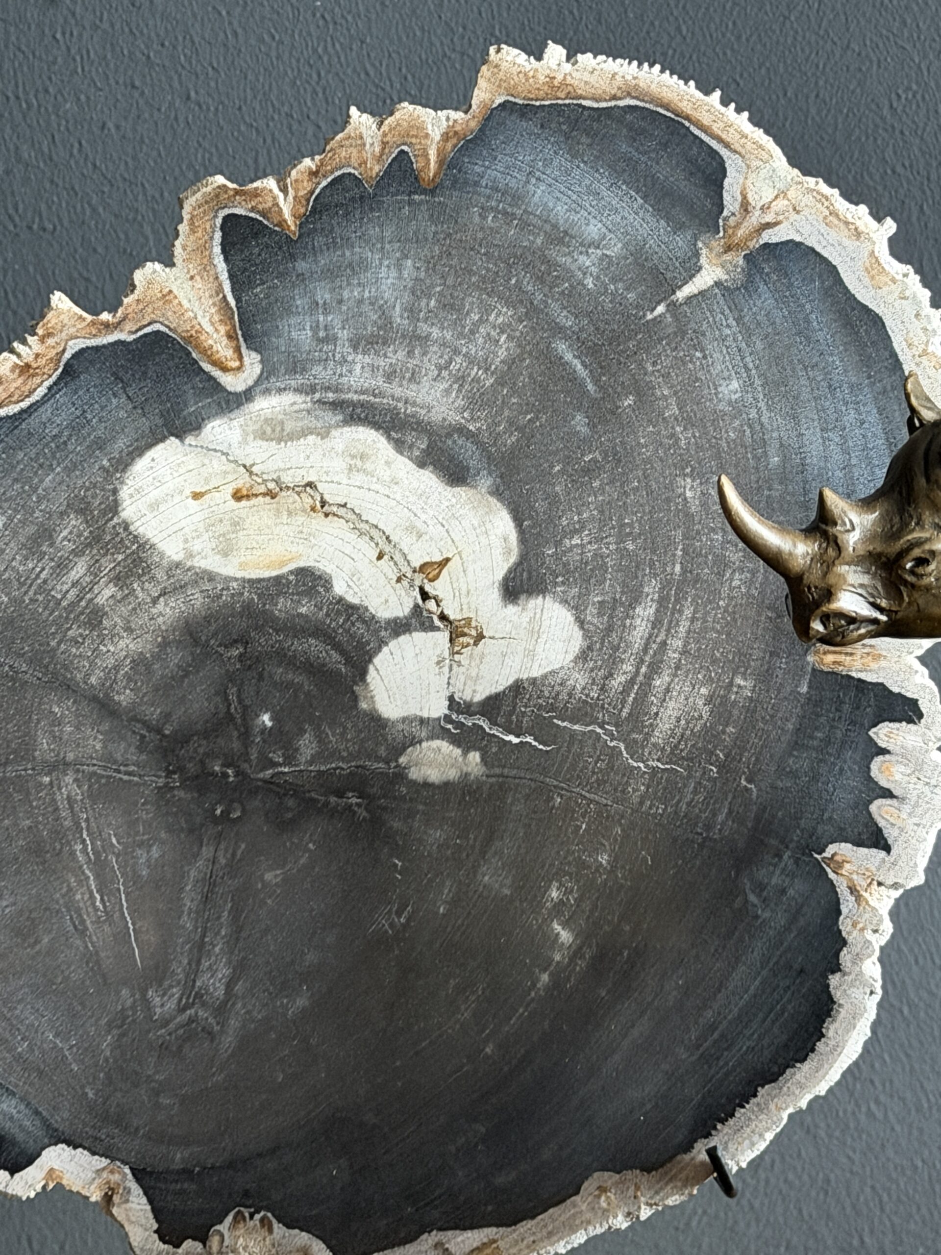 Versteend hout op standaard Versteend hout op standaard
