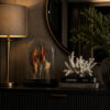 Decoratieve schaaldierscharen