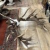 Enorm imposant edelhertengewei Enorm imposant edelhertengewei