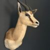 Opgezette springbok Opgezette springbok