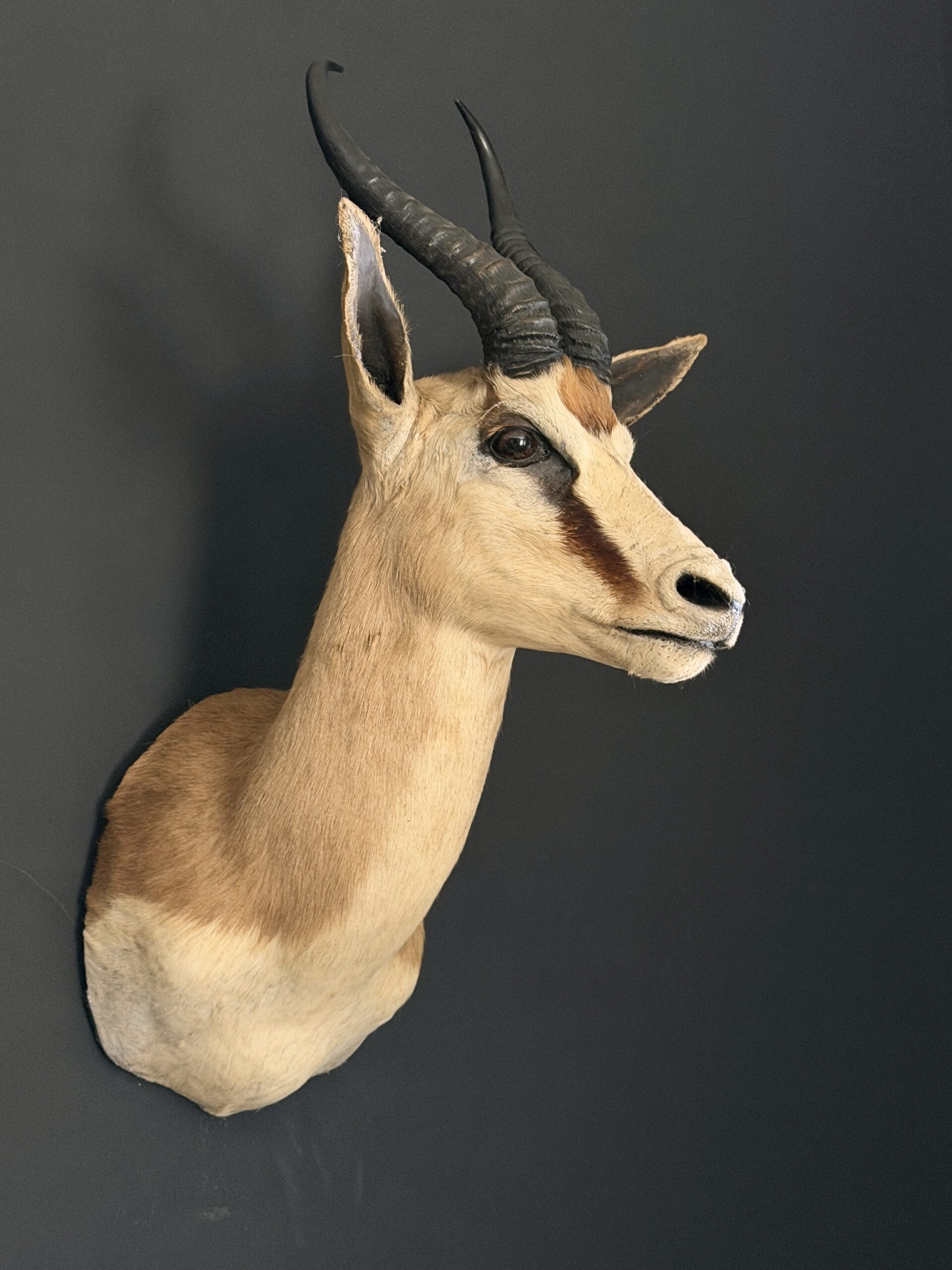 Opgezette springbok Opgezette springbok