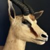 Opgezette springbok Opgezette springbok